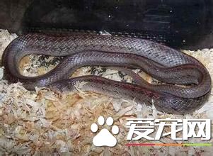 台灣小頭蛇有毒嗎 台灣小頭蛇屬於無毒蛇種