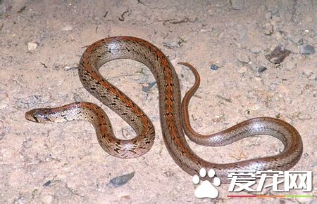 台灣小頭蛇有毒嗎 台灣小頭蛇屬於無毒蛇種