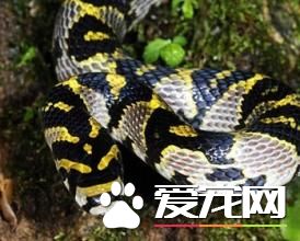 玉斑錦蛇有毒嗎 玉斑錦蛇是沒有毒性的蛇類