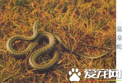 溫泉蛇是否有毒性 西藏特有的一種無毒蛇