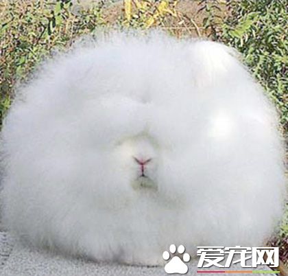 英國安哥拉兔能活多久 安哥拉兔能活10年左右