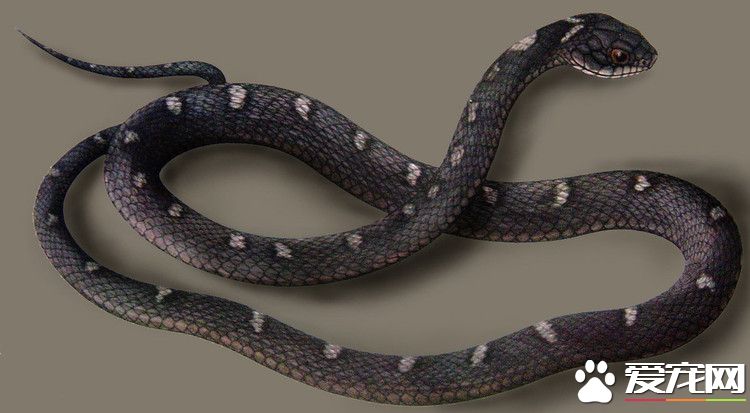 溫泉蛇是否有毒性 西藏特有的一種無毒蛇
