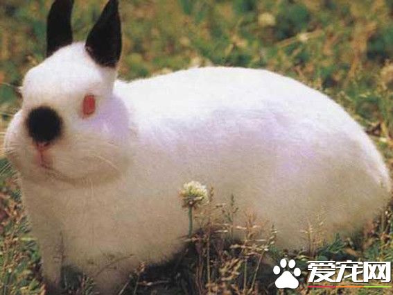 雷克斯兔怎樣 雷克斯兔享有兔中之王的美譽