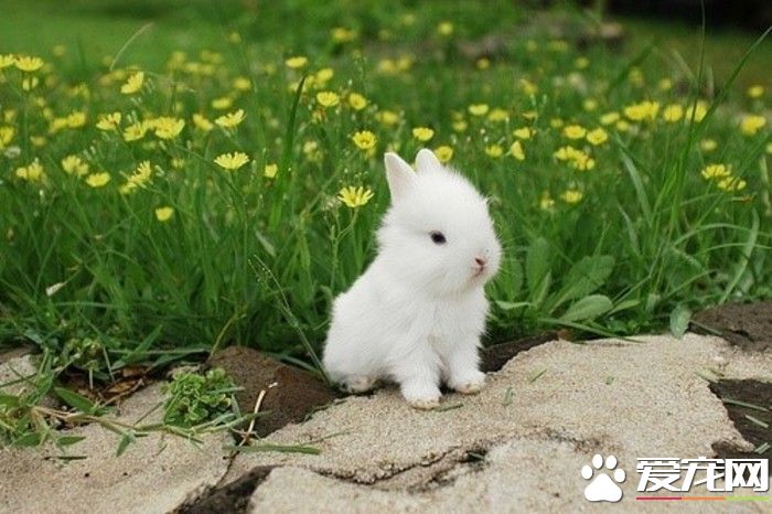 波蘭兔怎麼樣 波蘭兔膽小怕驚而善跑