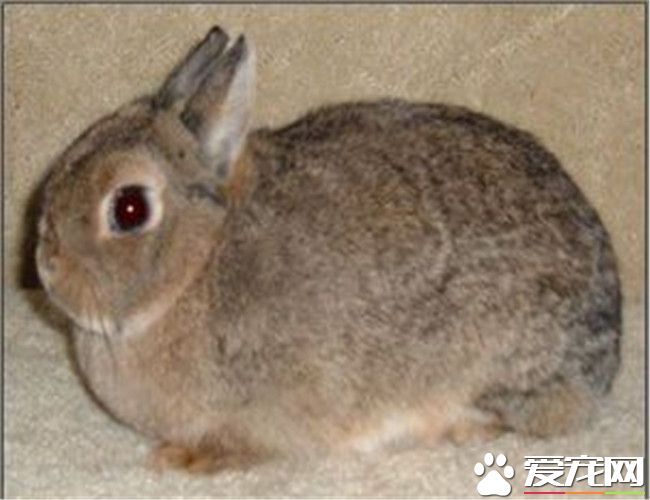 多瓦夫兔的壽命 多瓦夫兔壽命在8年左右
