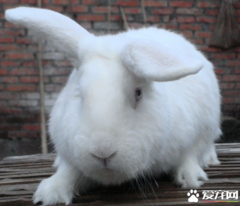 大耳白兔壽命 大耳白兔的壽命在10年左右