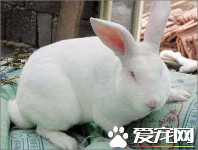 大耳白兔壽命 大耳白兔的壽命在10年左右