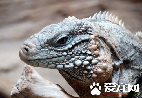 古巴鬣蜥的壽命 壽命一般在40到60年左右