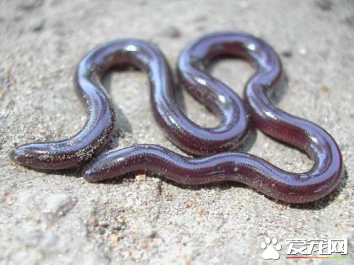 鉤盲蛇有毒嗎 鉤盲蛇是一種沒有毒性的蛇類