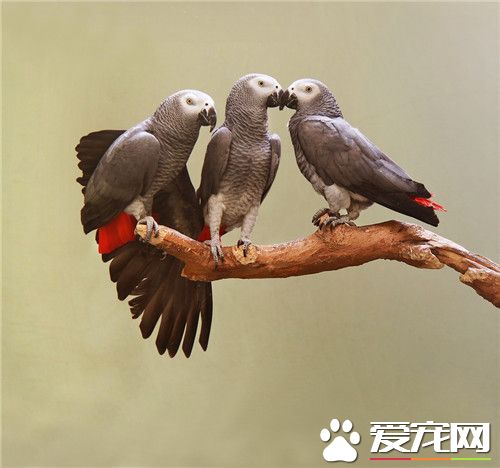 非洲灰鹦鹉壽命 非洲灰鹦鹉平均年齡50年
