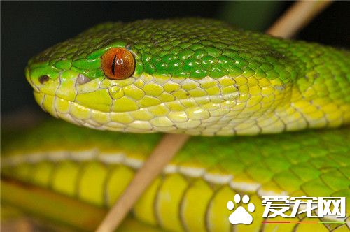 翠青蛇多大 翠青蛇成蛇體長為80到110厘米