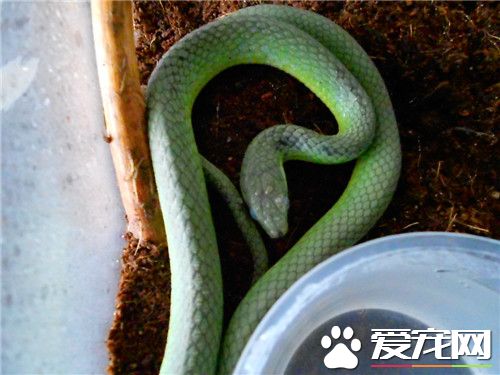 翠青蛇多大 翠青蛇成蛇體長為80到110厘米