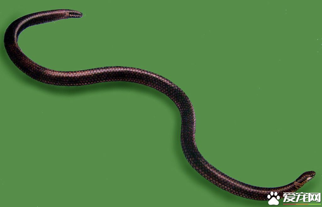 鈍尾兩頭蛇有毒嗎 鈍尾兩頭蛇是無毒的蛇類