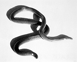 鈍尾兩頭蛇有毒嗎 鈍尾兩頭蛇是無毒的蛇類