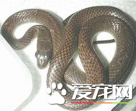 灰鼠蛇能長多少斤 灰鼠蛇一般在2到4斤