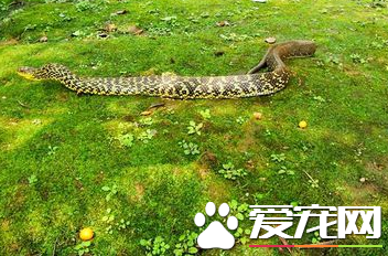 王錦蛇喜歡吃什麼 人工養蛇飼料最好的是鹌鹑