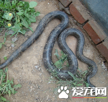 王錦蛇吃什麼 王錦蛇幼蛇喂食的方法