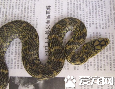 王錦蛇生長周期 王錦蛇是蛇類中生長最快的