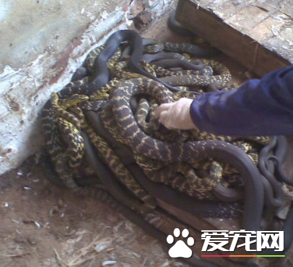 王錦蛇生長周期 王錦蛇是蛇類中生長最快的