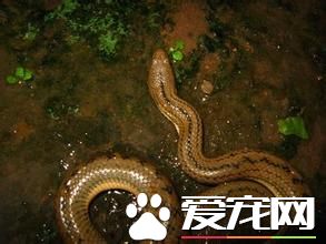 中國水蛇有毒嗎 中國水蛇是有毒的蛇類