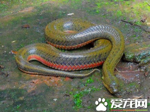 中國水蛇有毒嗎 中國水蛇是有毒的蛇類