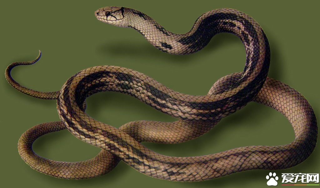 三索錦蛇有毒嗎 三索錦蛇是沒有毒性的蛇