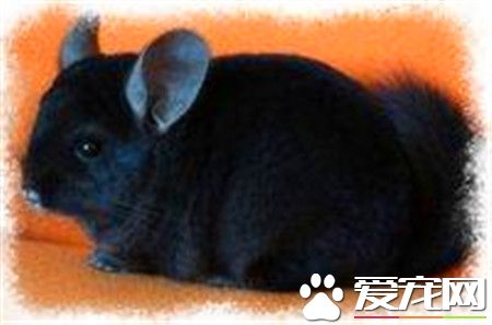 純黑龍貓分辨 龍貓深黑和純黑的區別