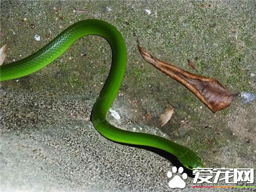 翠青蛇有毒嗎 翠青蛇是一種比較常見的無毒蛇