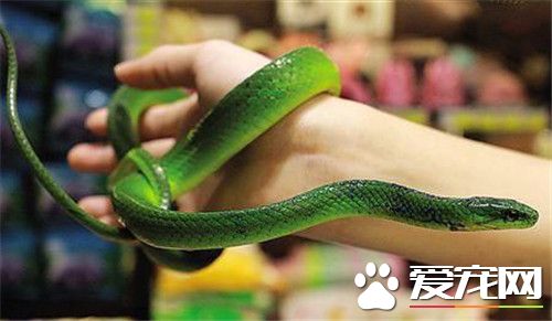 翠青蛇有毒嗎 翠青蛇是一種比較常見的無毒蛇
