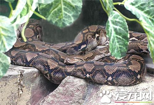 網紋蟒是屬於蟒蛇嗎 網紋蟒是屬於大型蟒蛇的