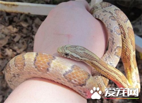 玉米蛇的壽命 玉米蛇壽命一般在14到20年左右