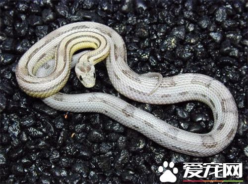 玉米蛇的壽命 玉米蛇壽命一般在14到20年左右