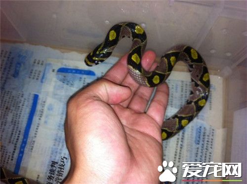 玉米蛇繁殖期 玉米錦蛇每年3到5月交配繁殖
