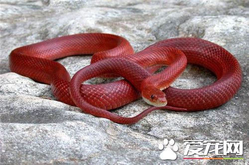 玉米蛇繁殖期 玉米錦蛇每年3到5月交配繁殖
