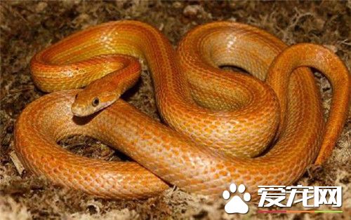 玉米蛇的繁殖 玉米蛇的繁殖需要注意的事項