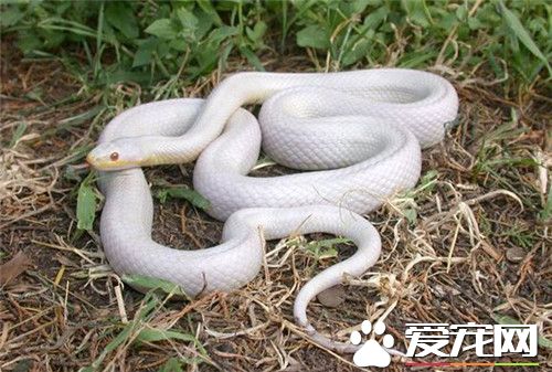 玉米蛇可以長多大 玉米蛇全長80到120厘米