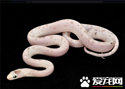 玉米蛇能長多長 玉米蛇最長可達182厘米