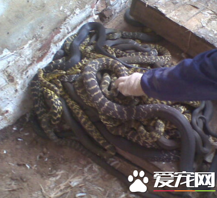 王錦蛇的生活習性 對環境溫度非常敏感