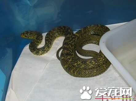 王錦蛇的生活習性 對環境溫度非常敏感