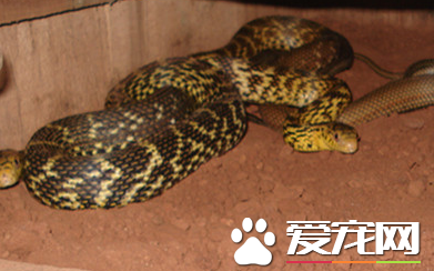 王錦蛇一年能長多大 幼體到成體僅需兩年