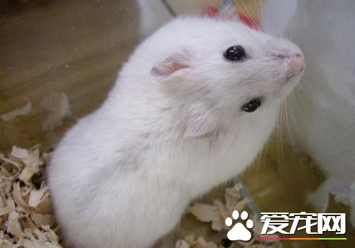 花斑倉鼠的壽命 花斑倉鼠壽命在1.5到2年之間
