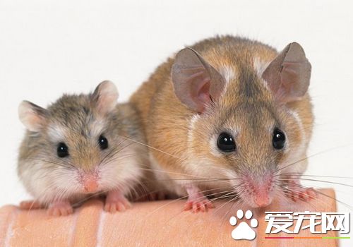 三線倉鼠能長多大 三線倉鼠體長8到11厘米