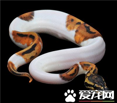 球蟒生長速度 每條蛇的生長速度各有不同
