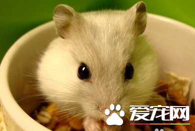 布丁倉鼠吃什麼 布丁倉鼠喜歡吃什麼食物