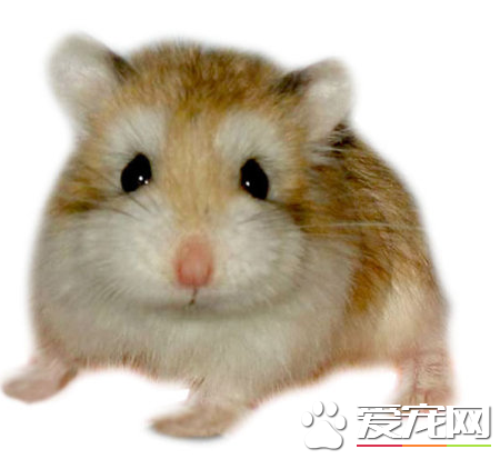布丁倉鼠能長多大 體長可達到7到8厘米