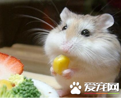 布丁倉鼠喜歡吃什麼 布丁倉鼠可食性食物