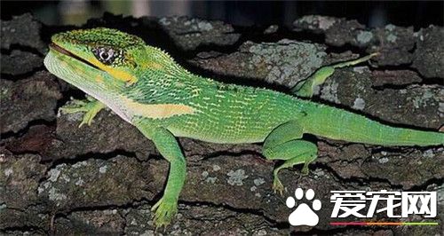 古巴變色蜥怎麼樣 屬中體形最大的種類