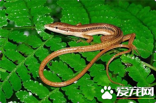 台灣草蜥怎麼樣 台灣草蜥是台灣的特有物種