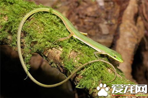 台灣草蜥怎麼樣 台灣草蜥是台灣的特有物種
