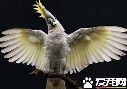 摩鹿加鳳頭鹦鹉成熟幾年 4到5歲時可達性成熟